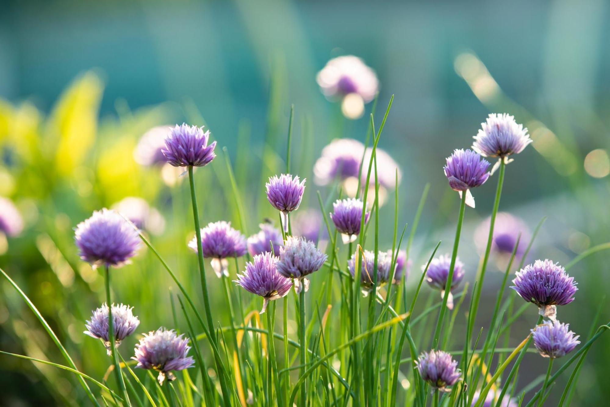 Boomhuis Met Optioneel Wellness - Vakantiepark De Schreiershoek 도쿰 외부 사진